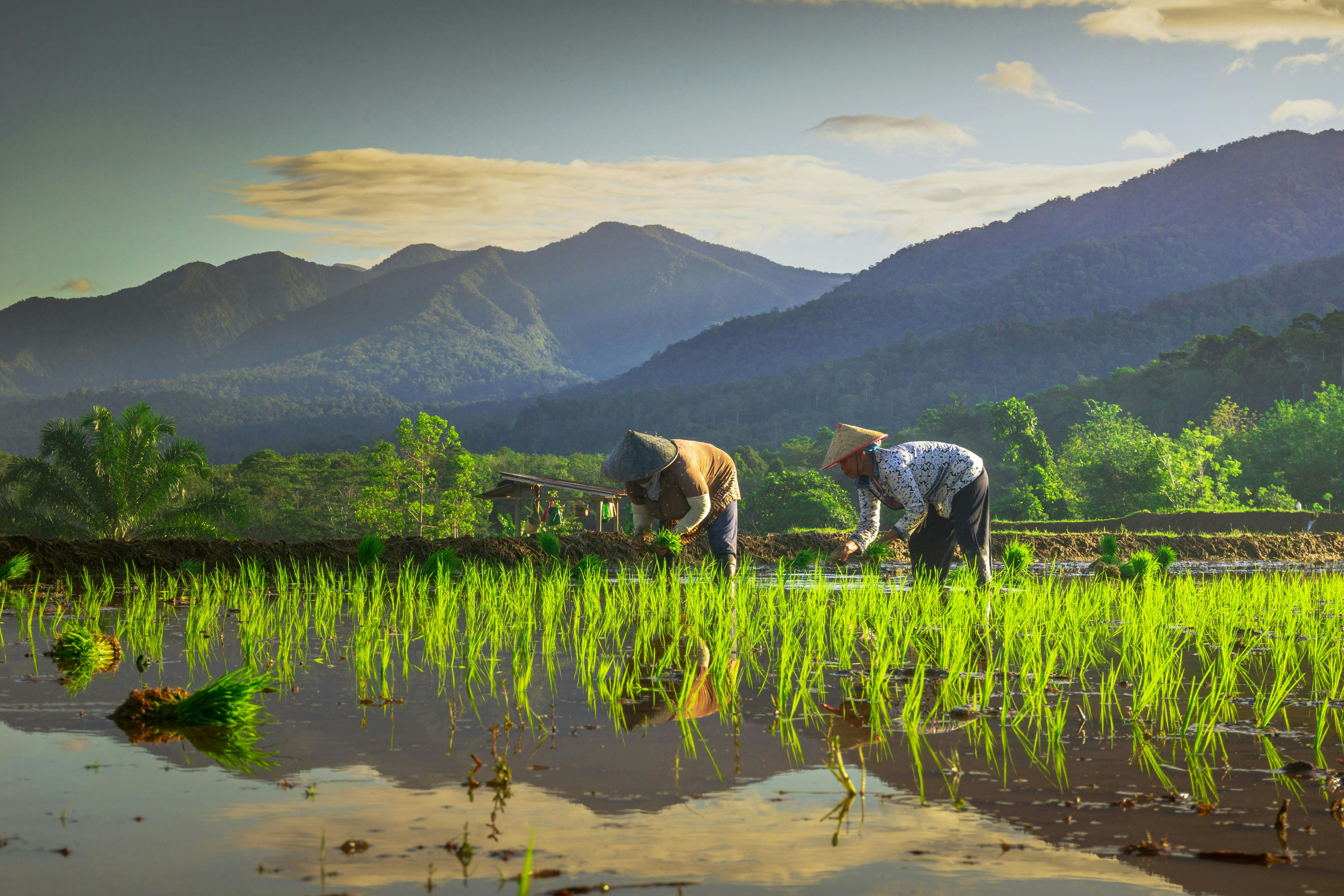 Farmers working in field